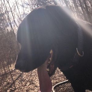 Meet your Posher, Dovie